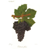 Cabernet Franc