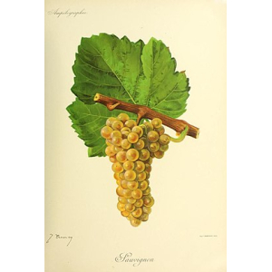 Sauvignon Blanc