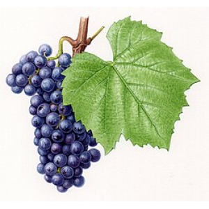 Gamay