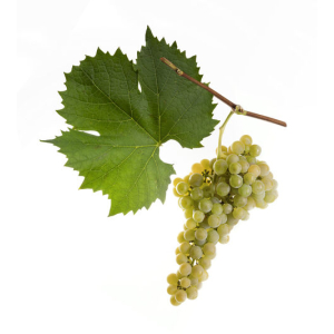 Donauriesling