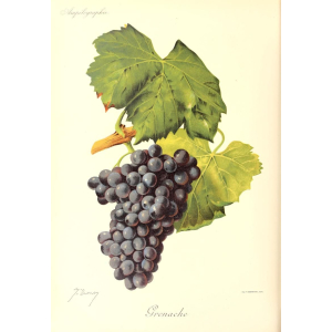 Grenache