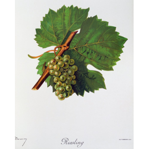Riesling