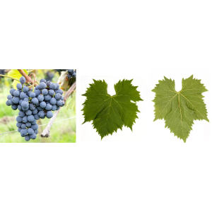 Sangiovese