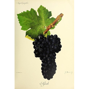 Syrah