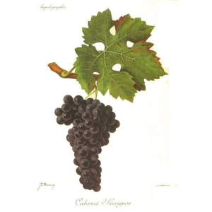 Cabernet Sauvignon