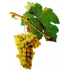 Clairette