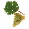 Grüner Veltliner