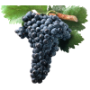 Tempranillo