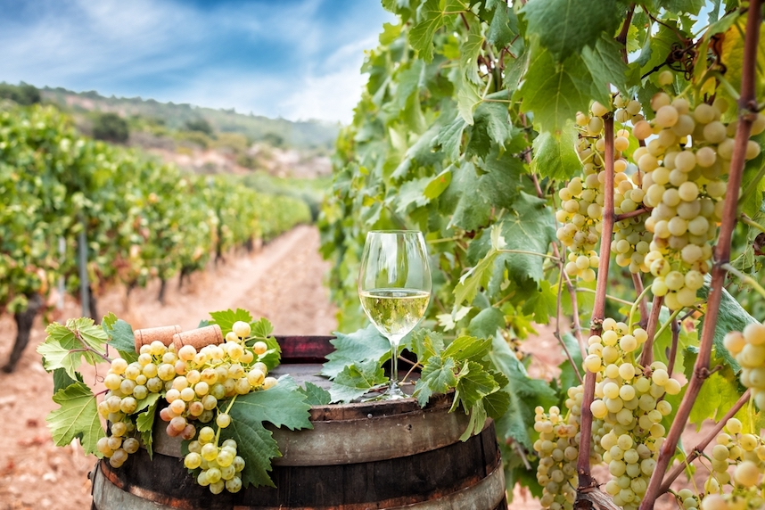 Glas Vermentino in de Wijngaard